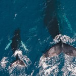 年上男性はどんなタイプの女性が好み？