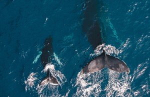 年上男性はどんなタイプの女性が好み？